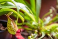 Nepenthes carnivorous plant close-up view Royalty Free Stock Photo