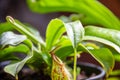 Nepenthes carnivorous plant close-up view Royalty Free Stock Photo