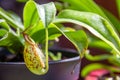 Nepenthes carnivorous plant close-up view Royalty Free Stock Photo