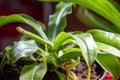 Nepenthes carnivorous plant close-up view Royalty Free Stock Photo