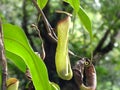 Nepenthes carnivorous plant closeup green leaves Royalty Free Stock Photo