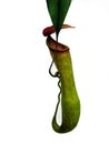 Nepenthes carnivorous plant closeup with white background Royalty Free Stock Photo