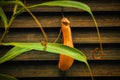 Nepenthes carnivorous plant at home Royalty Free Stock Photo