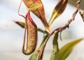 Nepenthes carnivorous plant or monkey cups or tropical pitcher plants Royalty Free Stock Photo