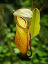 Nepenthes (carnivorous plant) Royalty Free Stock Photo