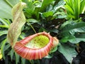 Nepenthes Carnivorous Plant with Rainshield - Green and Red Royalty Free Stock Photo