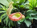 Nepenthes Carnivorous Plant with Rainshield - Green and Red Royalty Free Stock Photo
