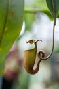 Nepenthes carnivorous plant Royalty Free Stock Photo