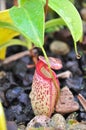 Nepenthes Carnivorous plants