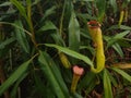 Nepenthes carnivorous plants or tropical pitcher plants