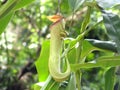 Nepenthes carnivorous plant closeup green leaves in nature Royalty Free Stock Photo
