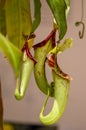 Nepenthes carnivorous tropical pitcher plants or monkey cups with pitchers and leaves Royalty Free Stock Photo