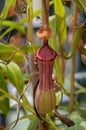 Nepenthes carnivorous tropical pitcher plants or monkey cups with pitchers and leaves Royalty Free Stock Photo