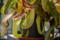 Nepenthes carnivorous tropical pitcher plants or monkey cups with pitchers and leaves Royalty Free Stock Photo