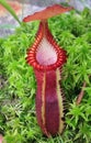 nepenthes edwardsiana Royalty Free Stock Photo