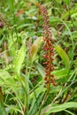 The Nepenthes flower or Monkey Cups flower