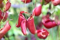 Nepenthes flower or monkey pitcher plant