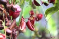 Nepenthes flower or monkey pitcher plant