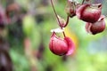 Nepenthes flower or monkey pitcher plant