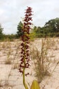 The Nepenthes Flower (Tropical Pitcher Plant)