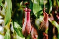Nepenthes in the garden