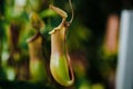 Nepenthes in the garden