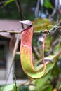 Nepenthes in the garden.