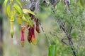 Nepenthes Gracilis carnivorous plant