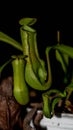 Nepenthes gracilis on dark background.