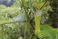 Nepenthes Gracilis Pitcher Plant