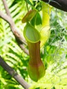 A Nepenthes gracilis pitcher plant pitfall trap in a botanical garden.