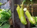 A Nepenthes gracilis pitcher plant pitfall trap in a botanical garden.