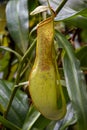 Nepenthes gracilis, slender pitcher plant close up Royalty Free Stock Photo