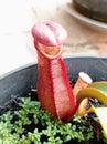 Lower Pitcher of Nepenthes kampotiana x northiana Royalty Free Stock Photo