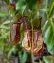 Nepenthes khasiana is a species of pitcher plant in the pitcher plant family