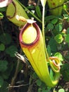 Nepenthes masoalensis