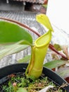 The Lower Pitcher of Nepenthes mirabilis Lampia