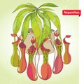 Nepenthes or monkey-cup in the round flowerpot on the light green background. Illustrated series of carnivorous plants