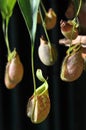 Nepenthes (Monkey cups)