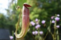 Nepenthes or Monkey Cups Royalty Free Stock Photo