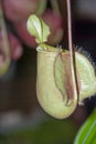 Nepenthes, monkey cups