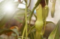 Nepenthes or monkey cups, tropical pitcher plants.