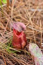 Nepenthes,monkey pot Pitfall traps, pitcher