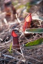 Nepenthes old World pitcher plants