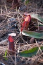Nepenthes old World pitcher plants