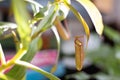 The trap of the Nepenthes, tropical pitcher plant, carnivorous houseplant, closeup