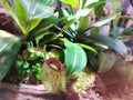 Nepenthes is one of the proud plants and very rare in Indonesia Royalty Free Stock Photo