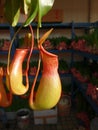 Nepenthes Royalty Free Stock Photo