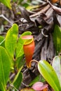 Nepenthes, Picher plants, carnivorous plants Royalty Free Stock Photo
