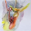 Nepenthes or pitcher carnivorous plant watercolor. Beautiful illustration of a predatory exotic plant Royalty Free Stock Photo